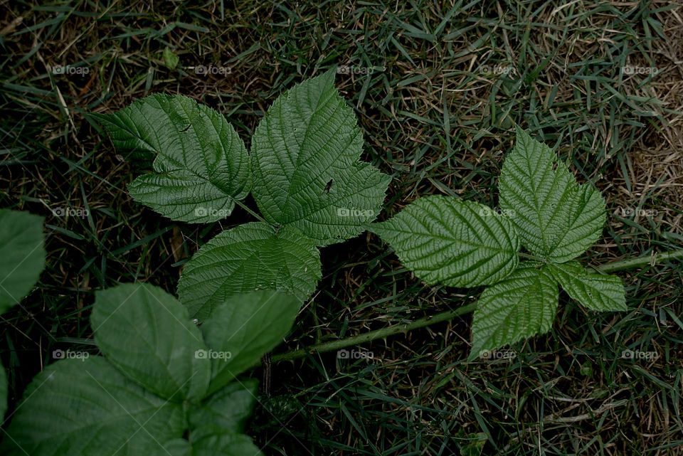 Blackberry leaves grow over the lawn