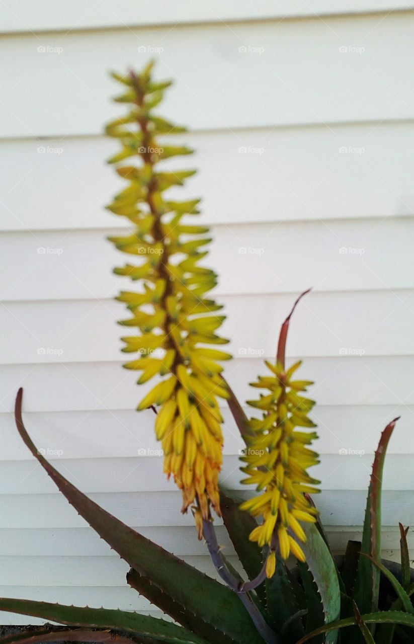 Aloe Bloom