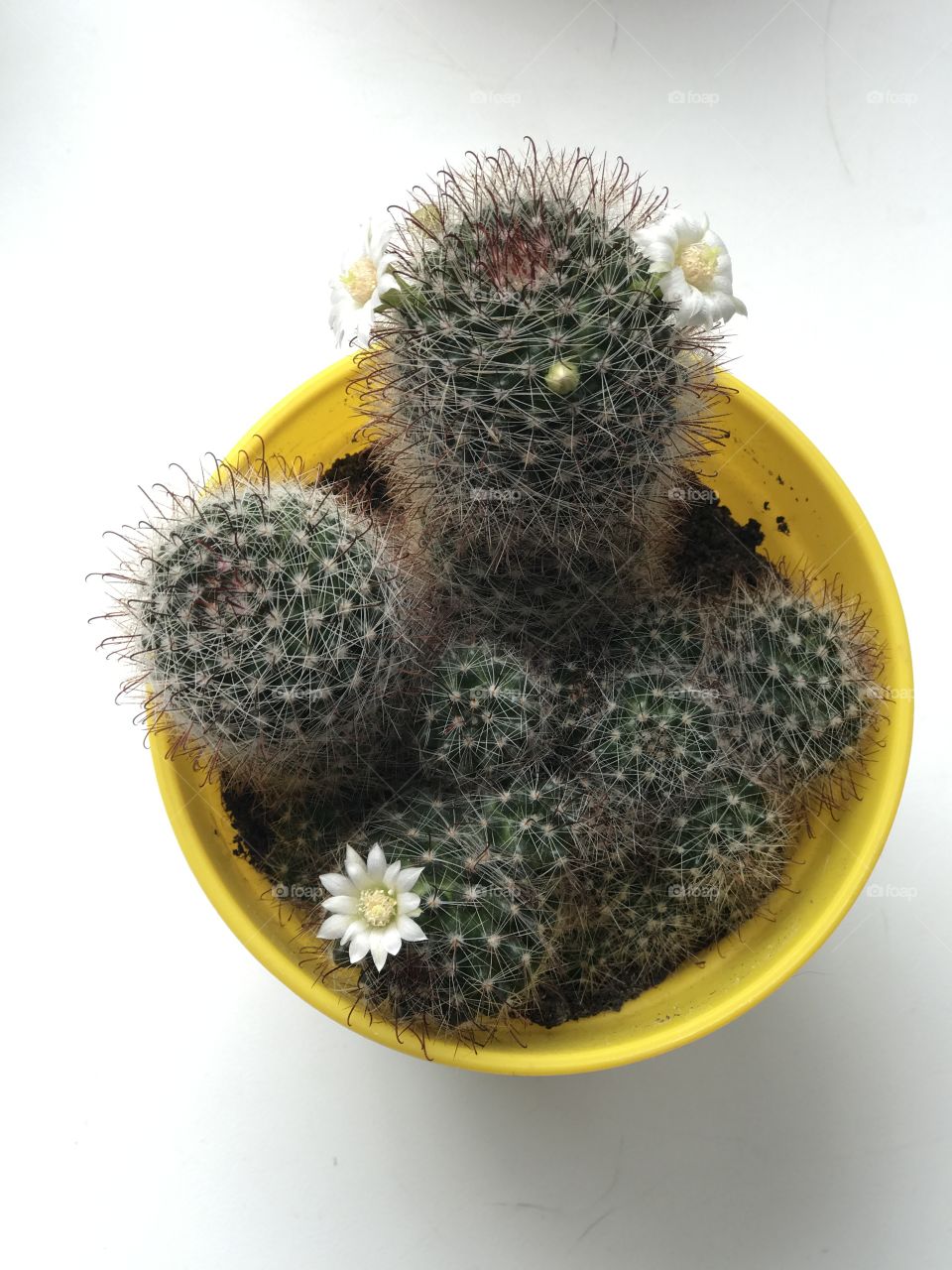 Cute cactus with bloom