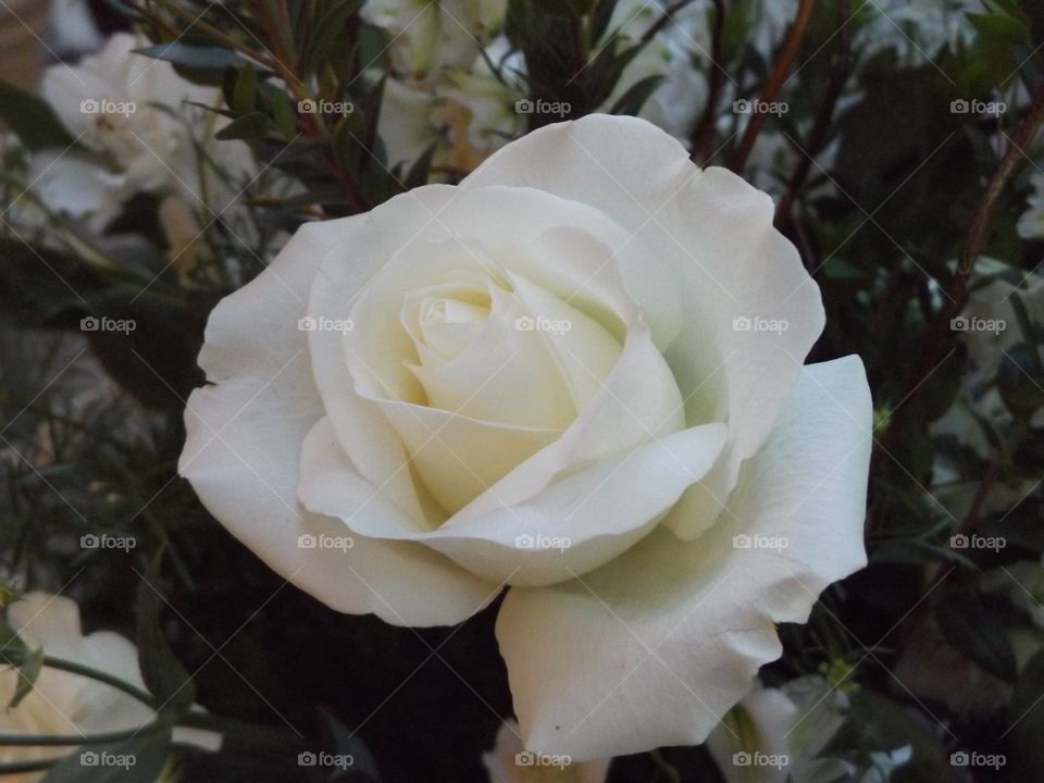 White rose