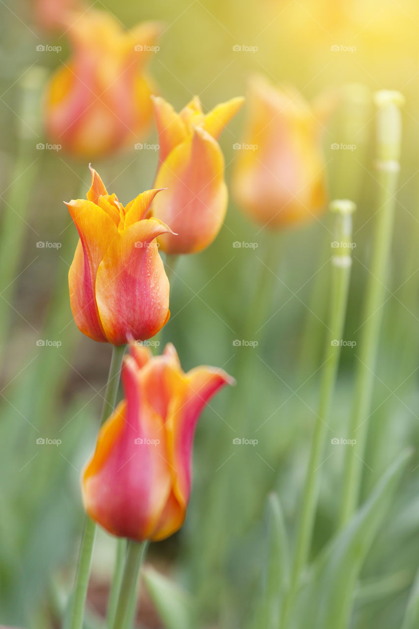 Bright tulups blooming in spring. Nature awakening.