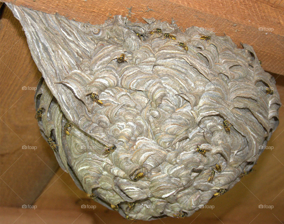 Hornisse, Nest, Wespe, Natur