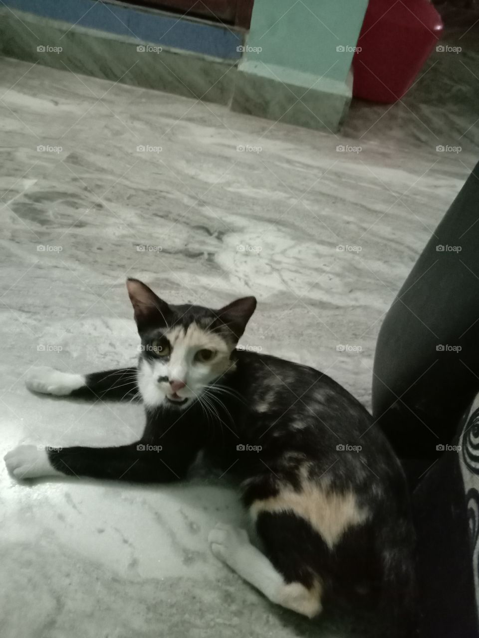 भारत के कैट