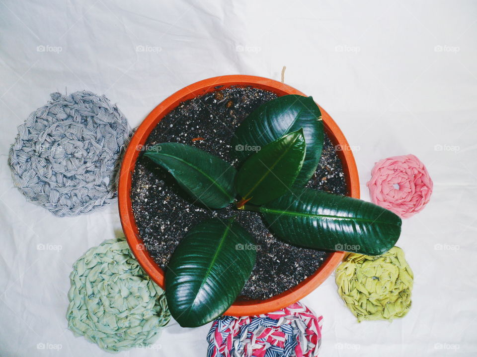 ficus plant brings joy