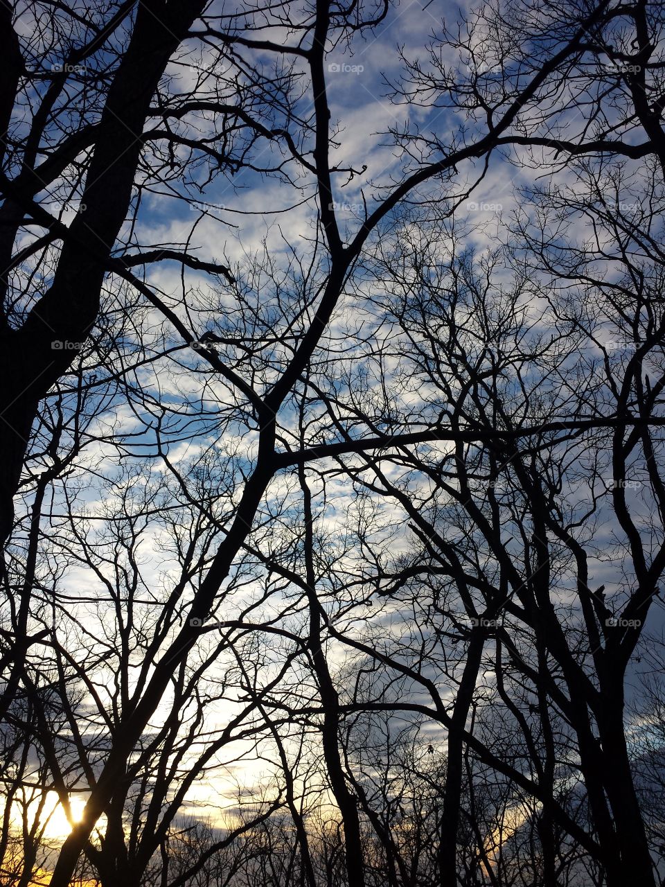 February Woodland Views