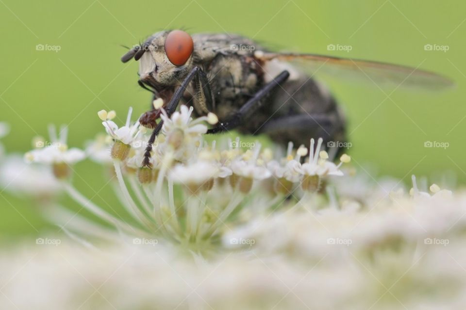 Fly Feeding From Flower