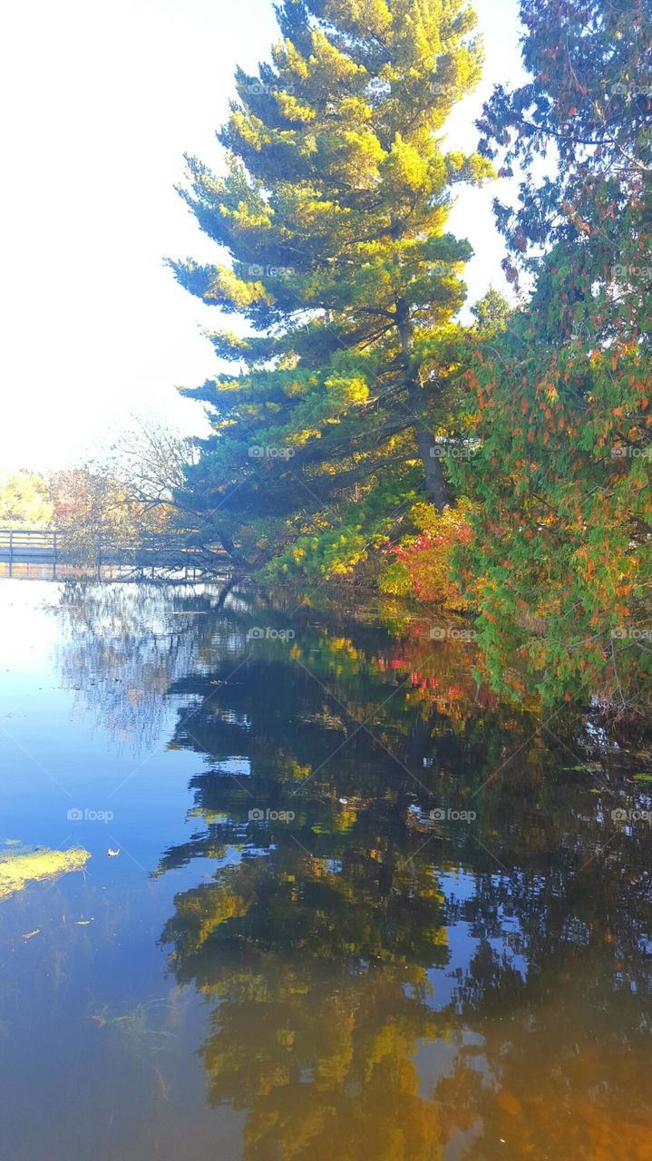 Tree, Fall, Leaf, Nature, Landscape