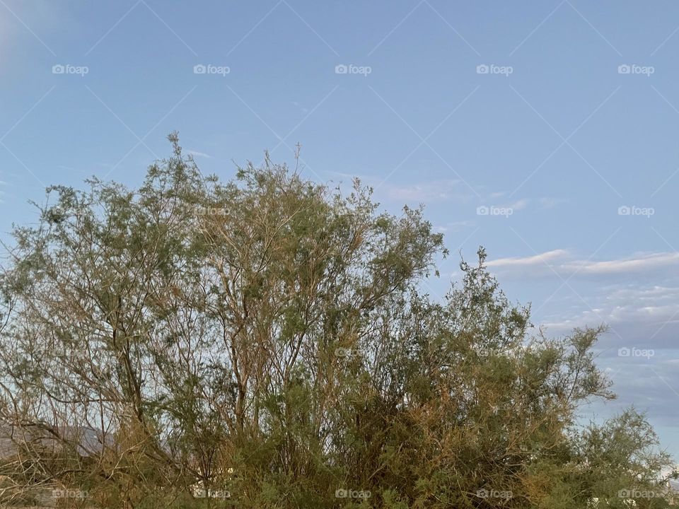 A green tree with the sky and a few clouds in the background. 