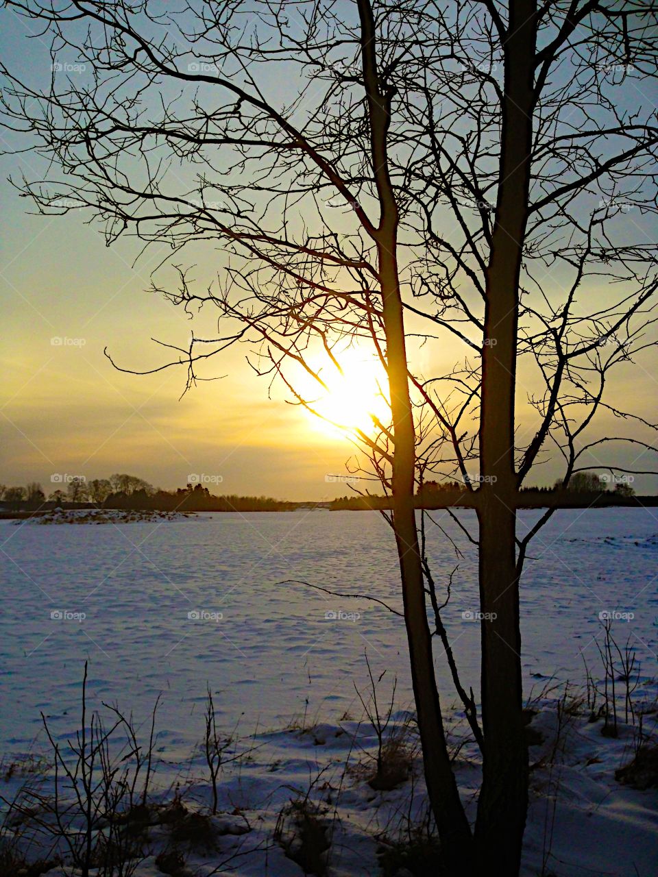 Bare trees on snowy landscape during sunset