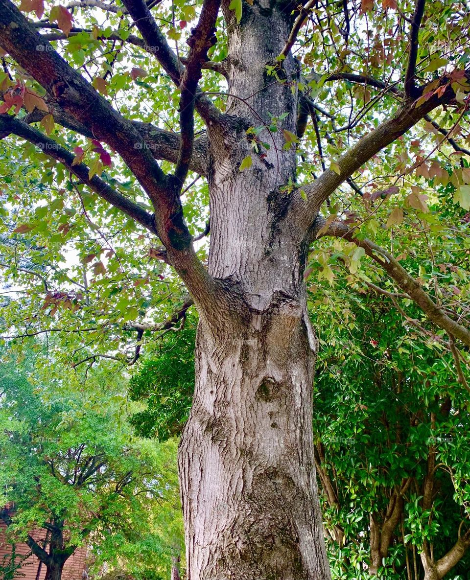 Tree trunk