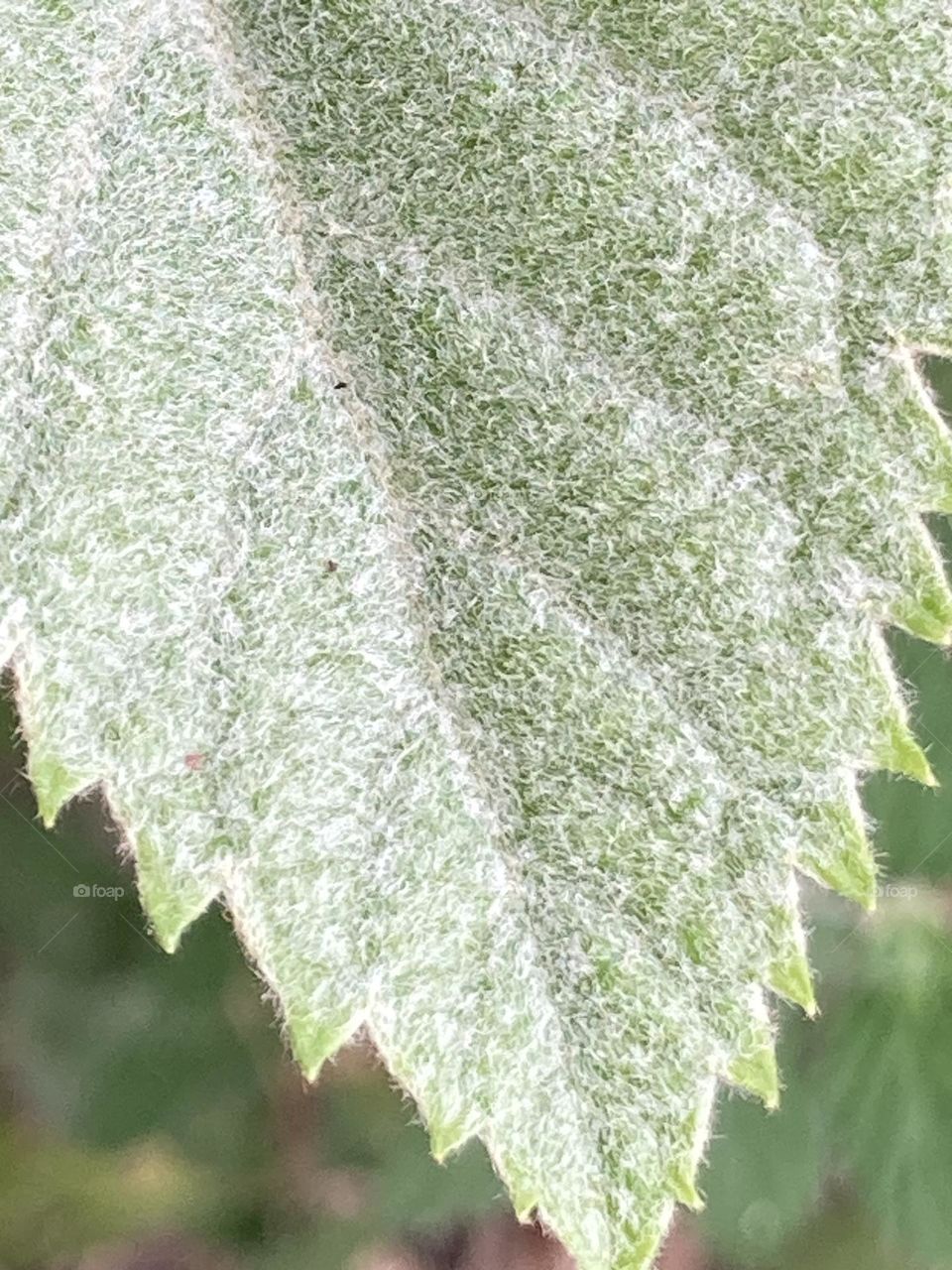 Folha gigante felpuda, aveludada em verde claro com fundo verde mais escuro.