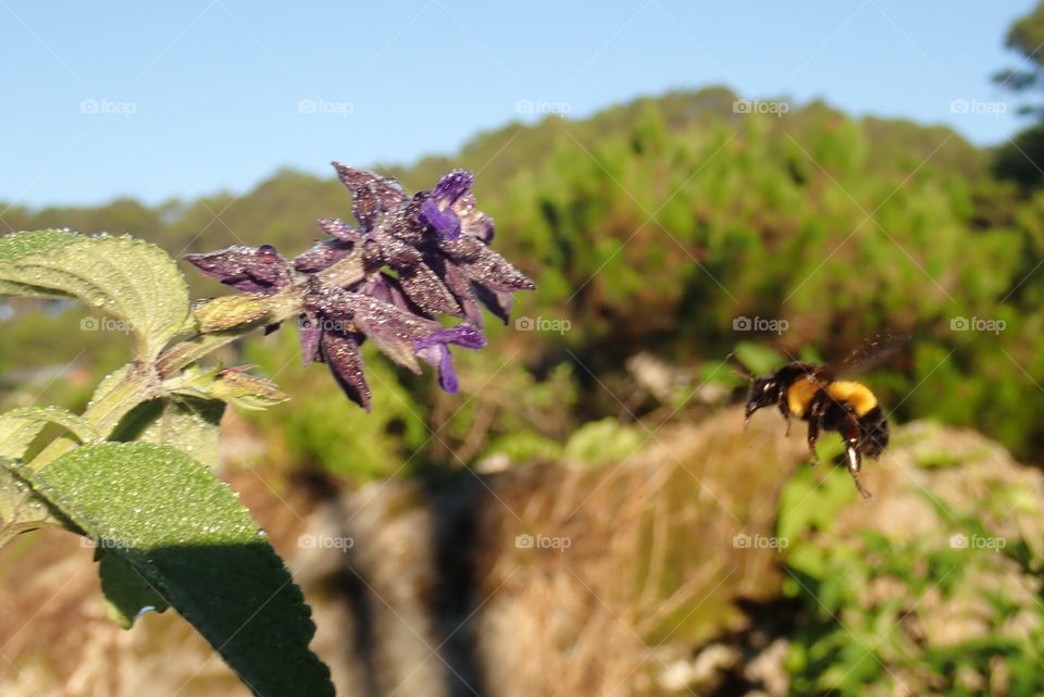 As I clicked she moved away, but I didn't expect that it made it even better than when she was feeding herself... let it bee🐝