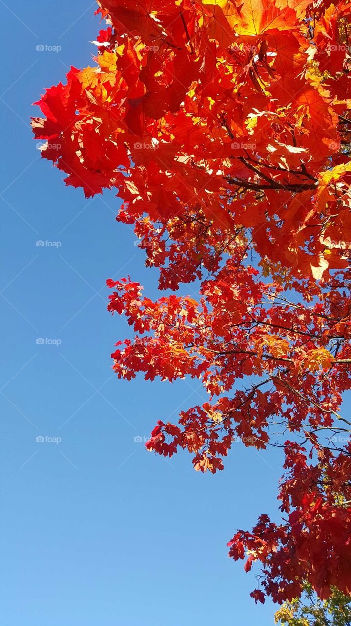 Low angle view of autumn leaves