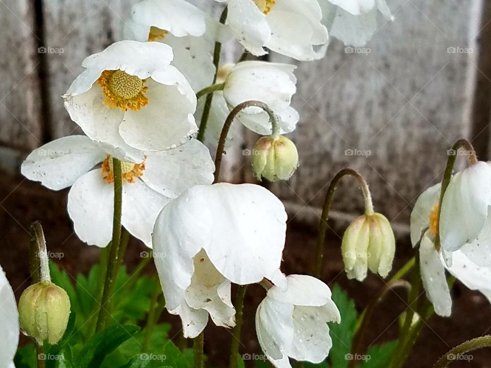 Flowers in our yard with the morning dew