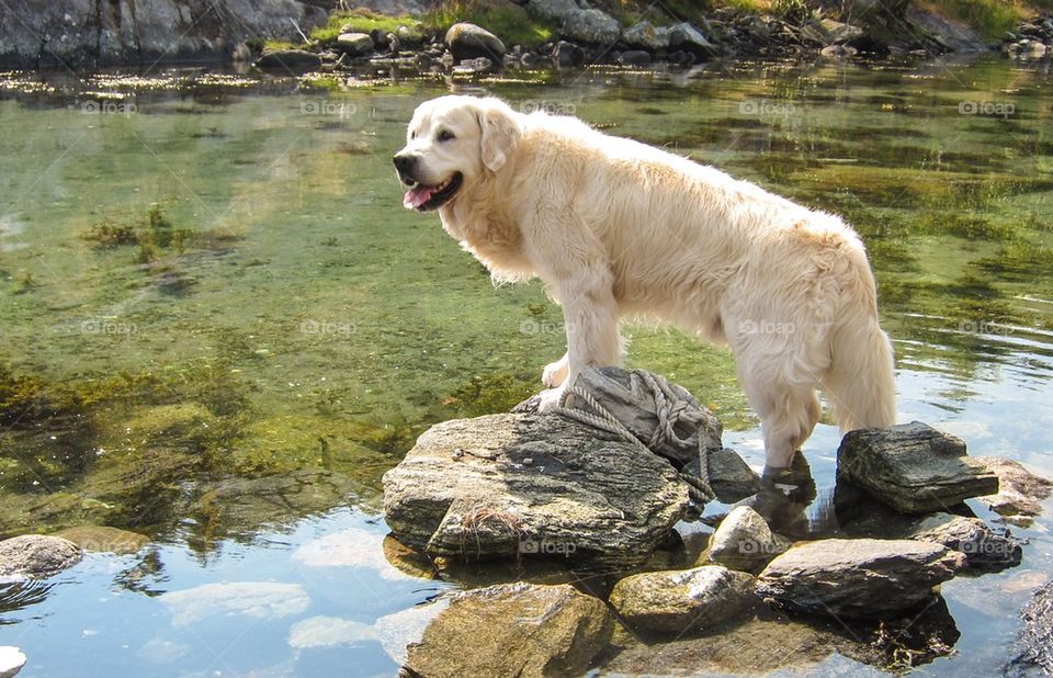 Close-up of golden retriever standing on rock