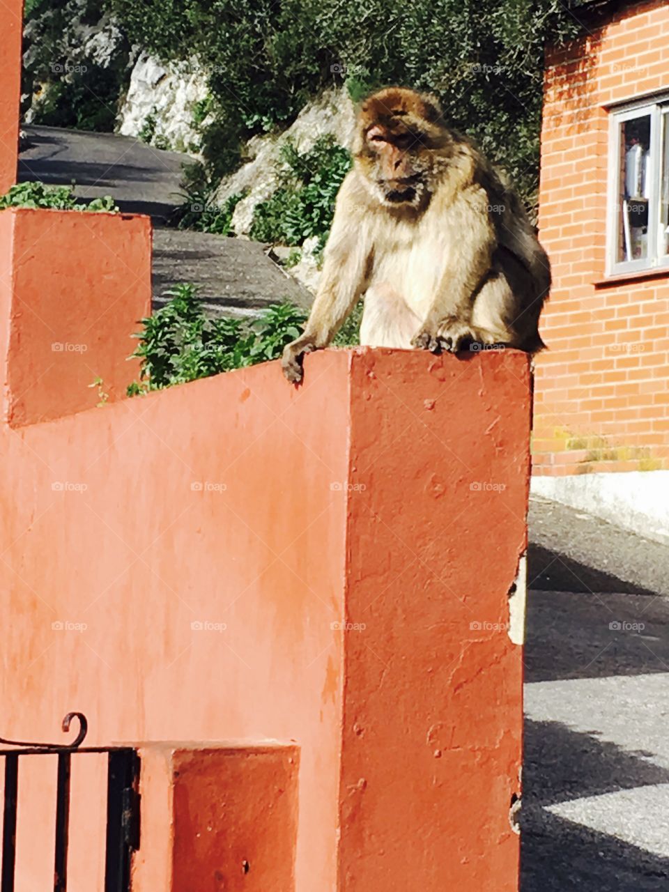 Macaques-nature Reserve-ape