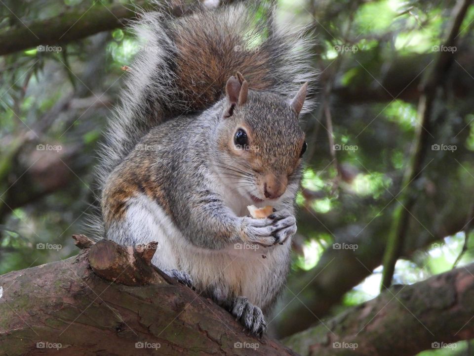 A squirrel with a biscuit 