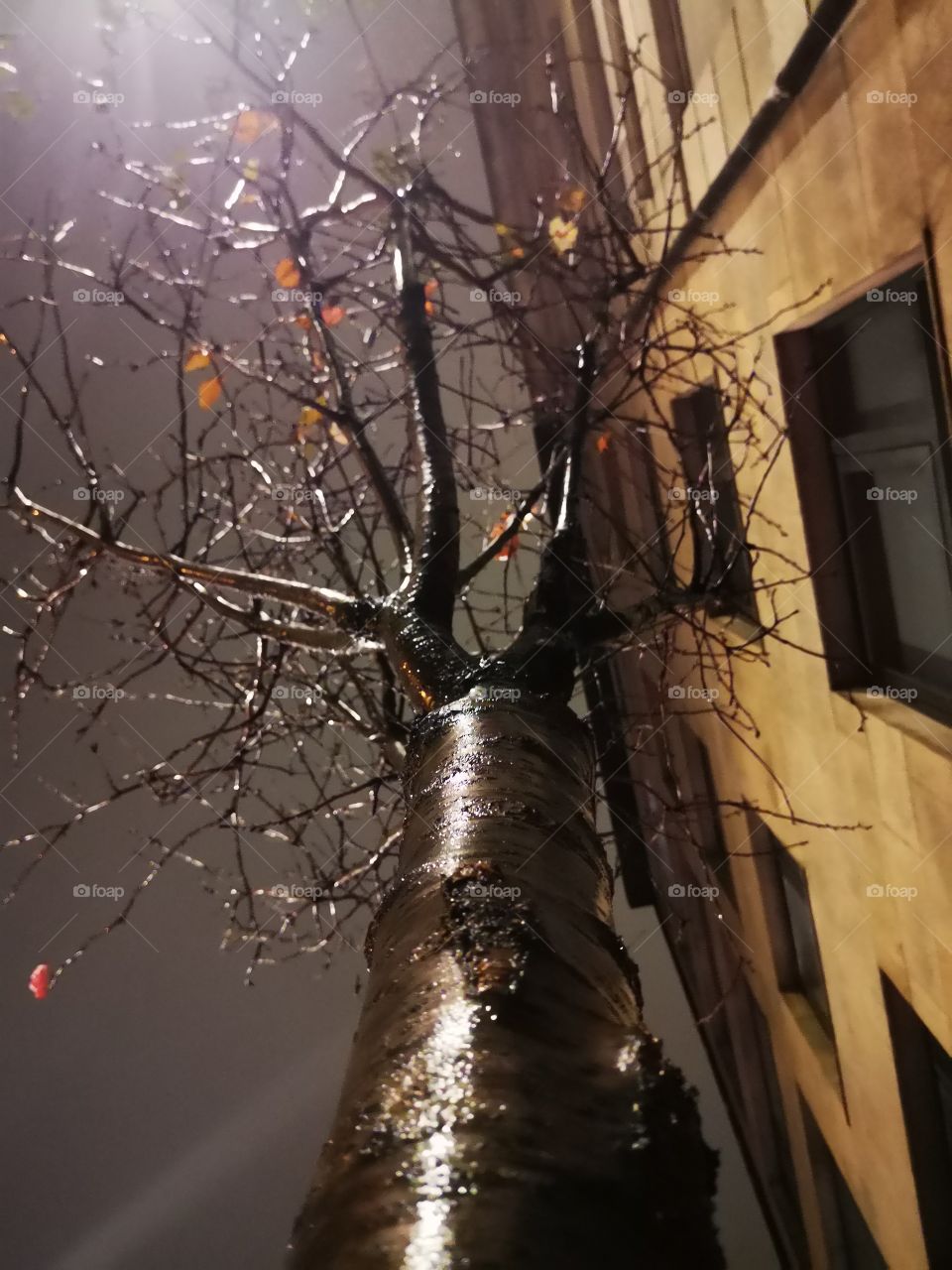 The tree with rein in the city