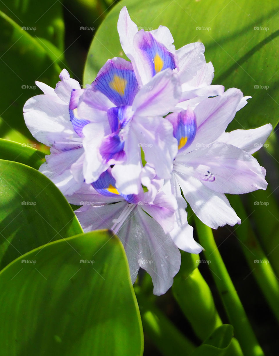White iris with violet, blue and yellow