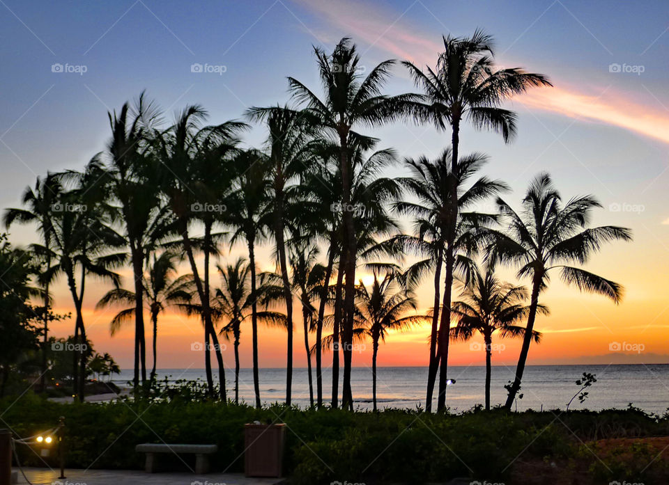 sunset, palm trees, vacation