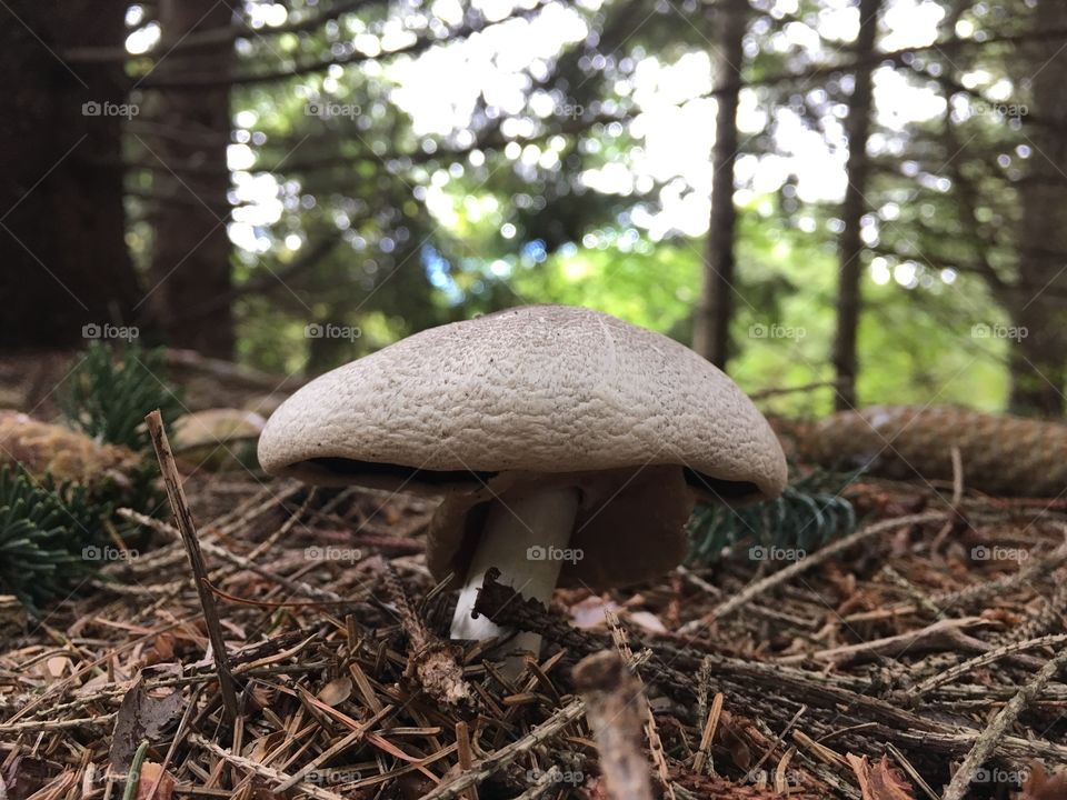 Mushroom 