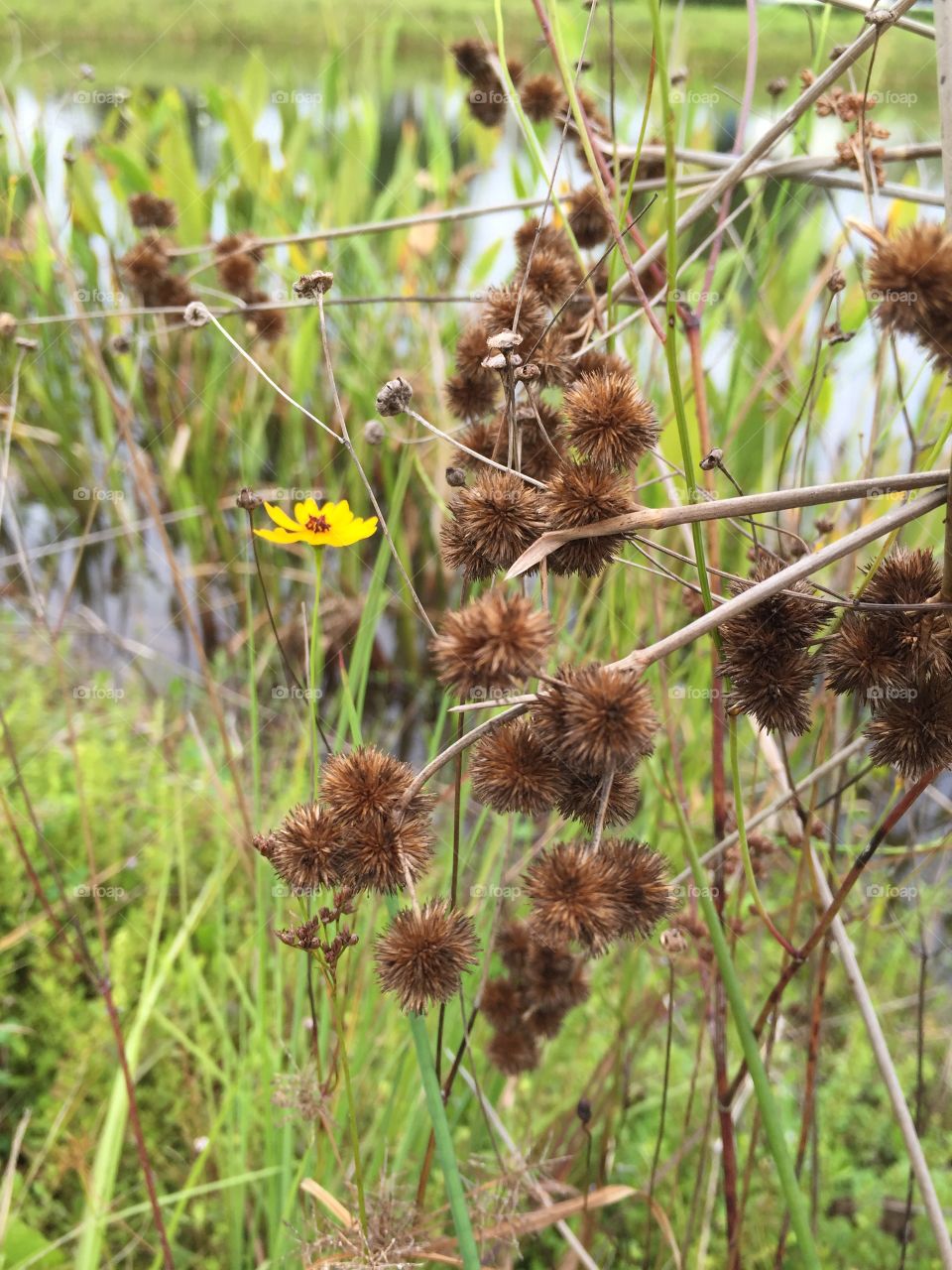 Dry flowers at outdoors