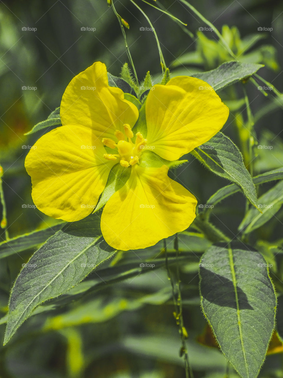 how muc do you like this photo