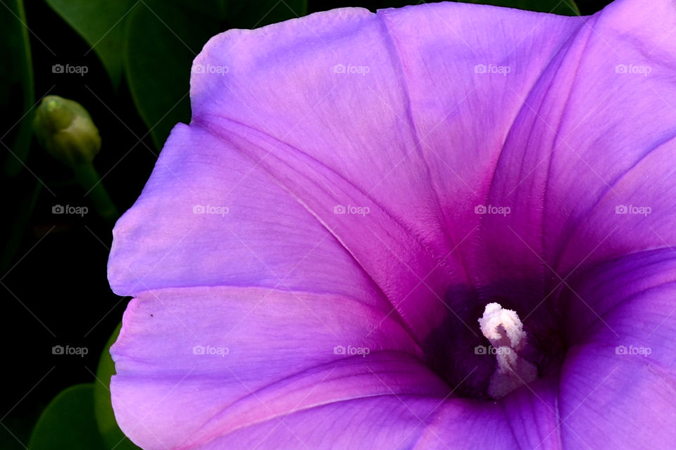 Beach morning glory is gorgeous
