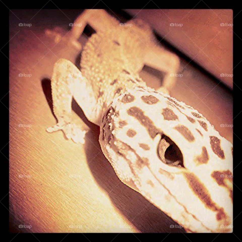 Close up leopard gecko