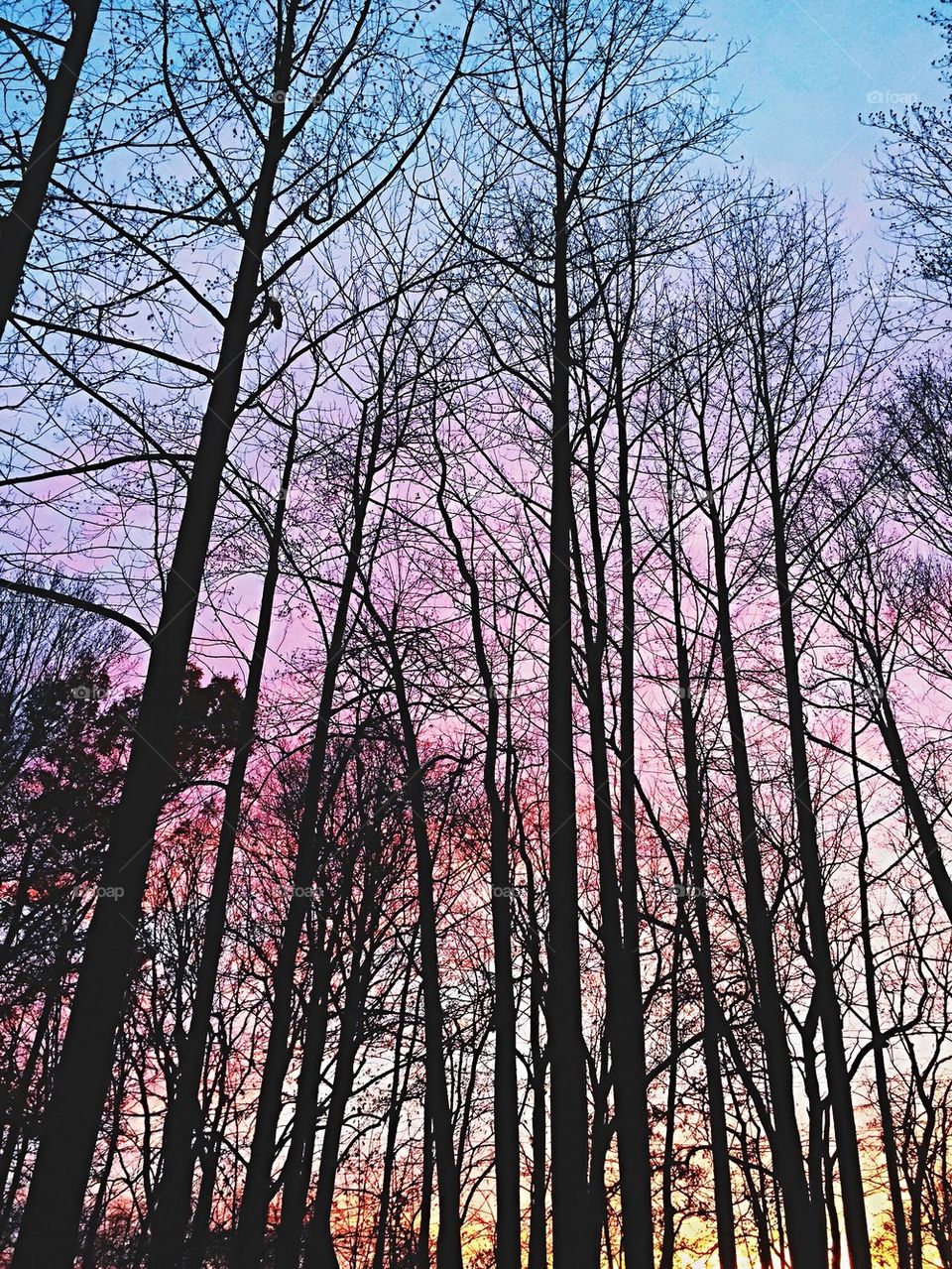 Treehouse View at Sunset ll 