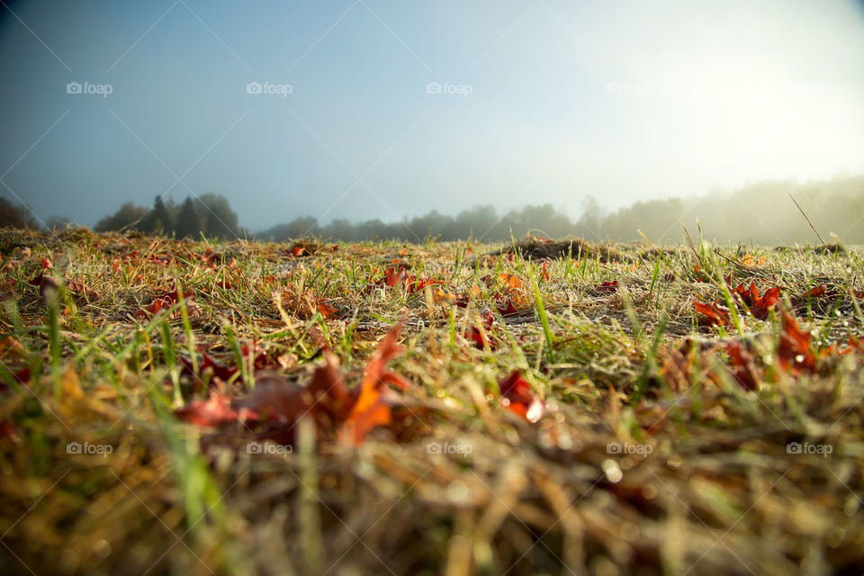 Morning dew on grass