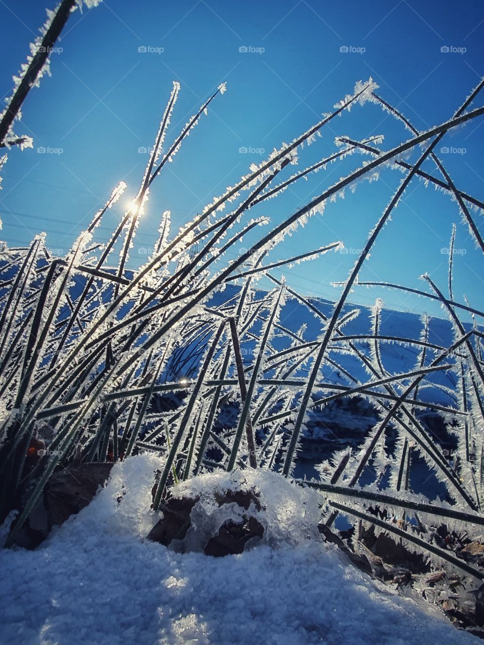 Ice flowers winter scene