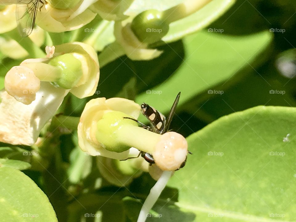 Bee foraging and burrowing into blossom
Centre for its nectar 