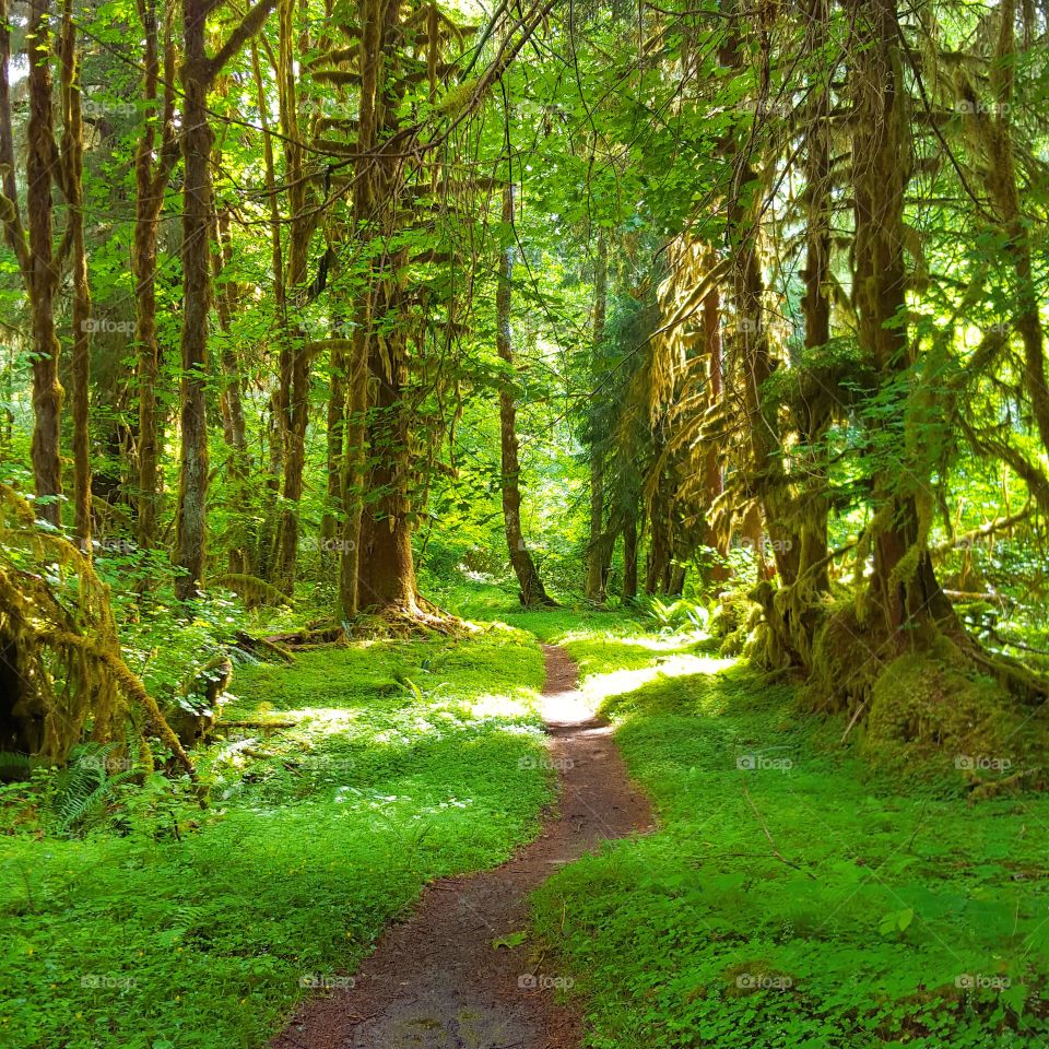 Wood, Nature, Leaf, Landscape, Tree