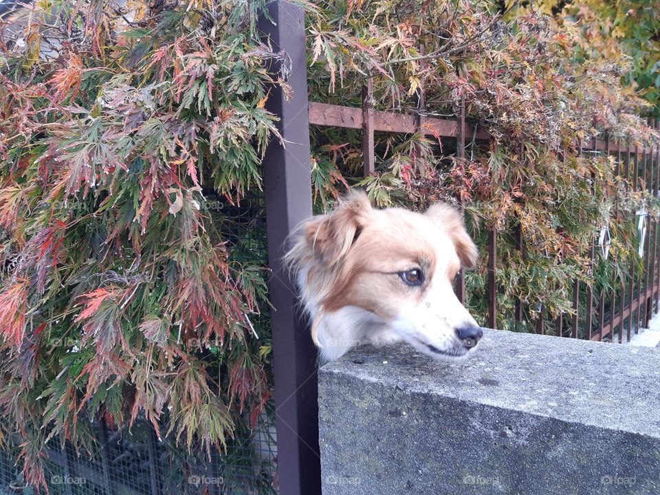 white and red little smart dog