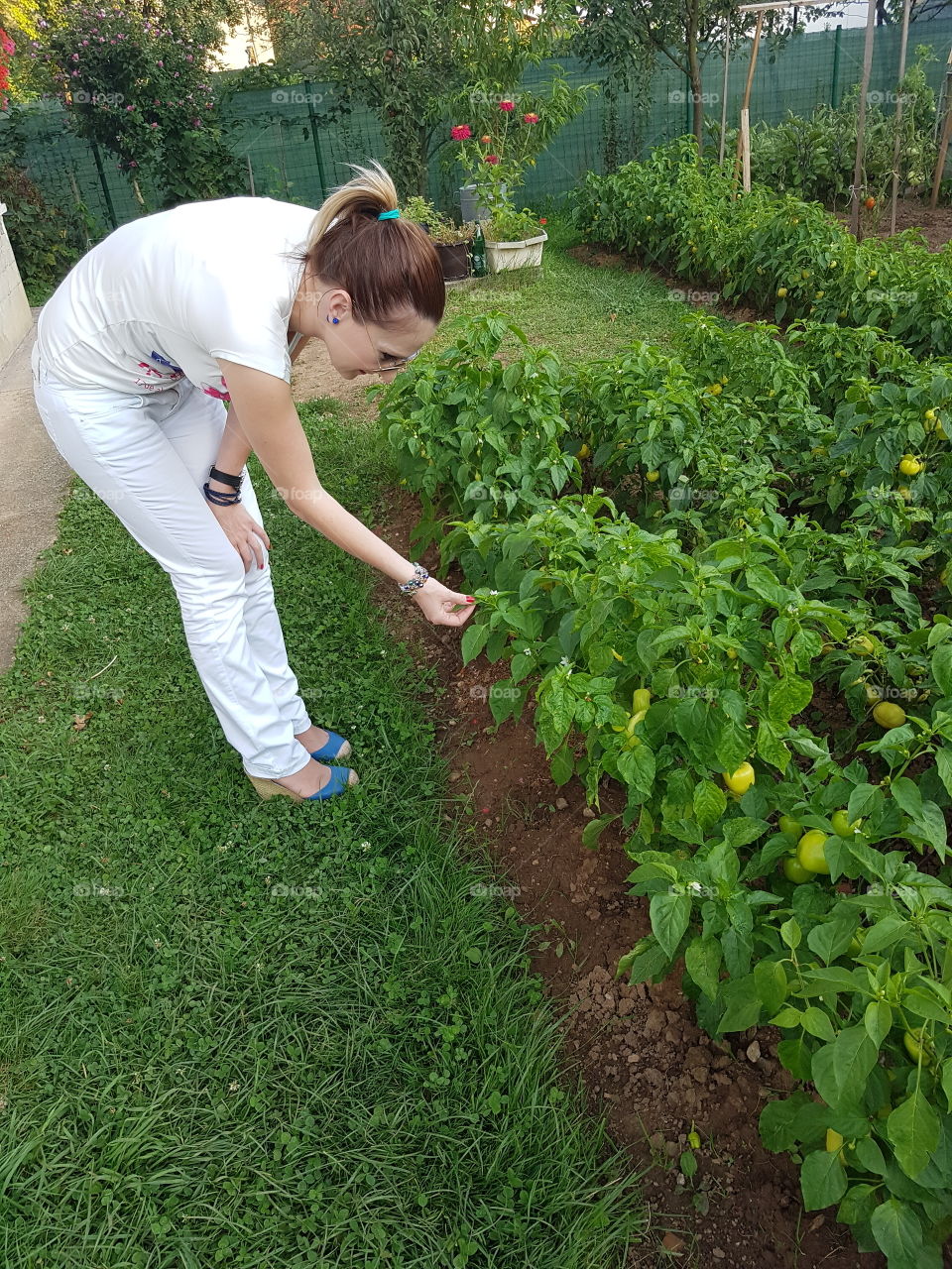 Taking care of organic garden