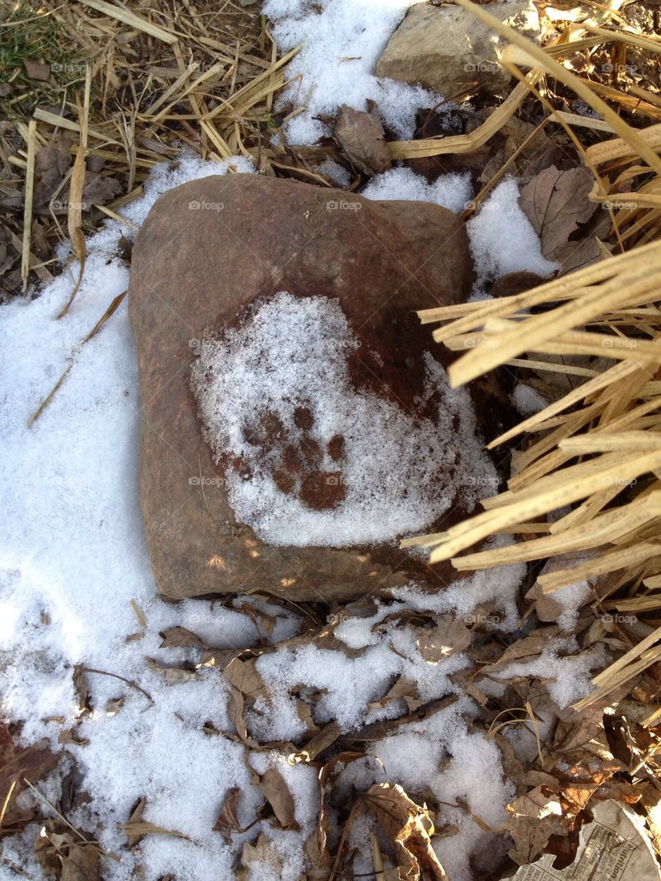 paw print on snowy rock