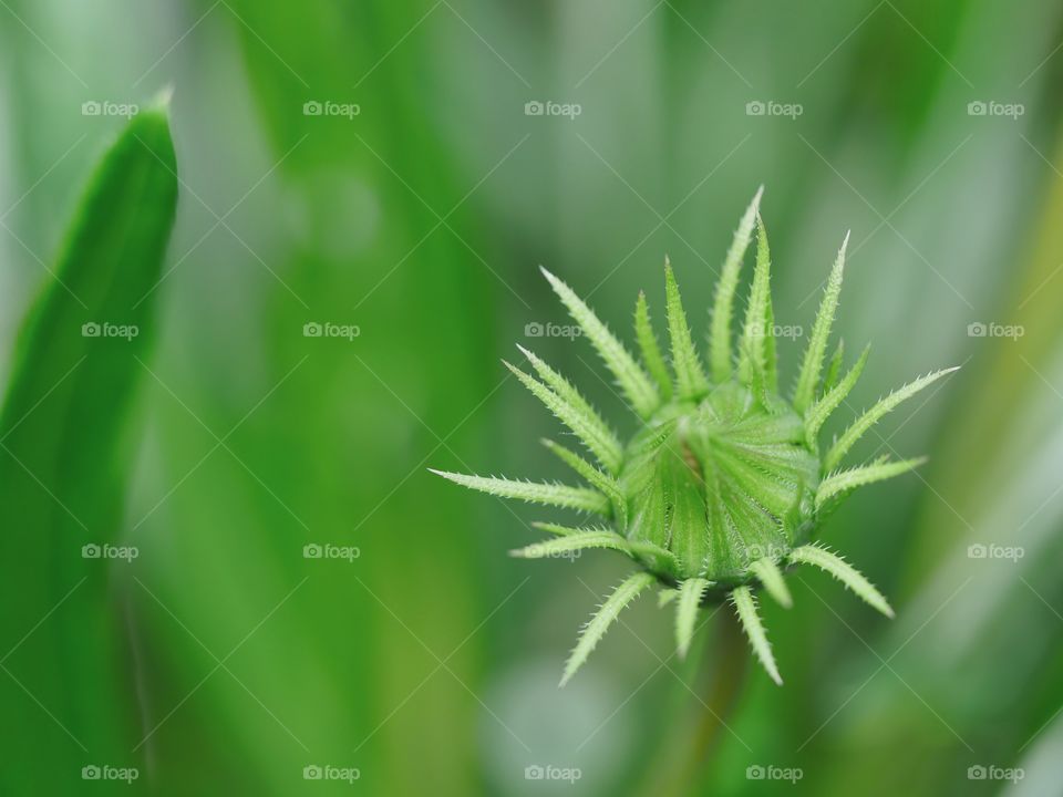 Bud of gazania flower