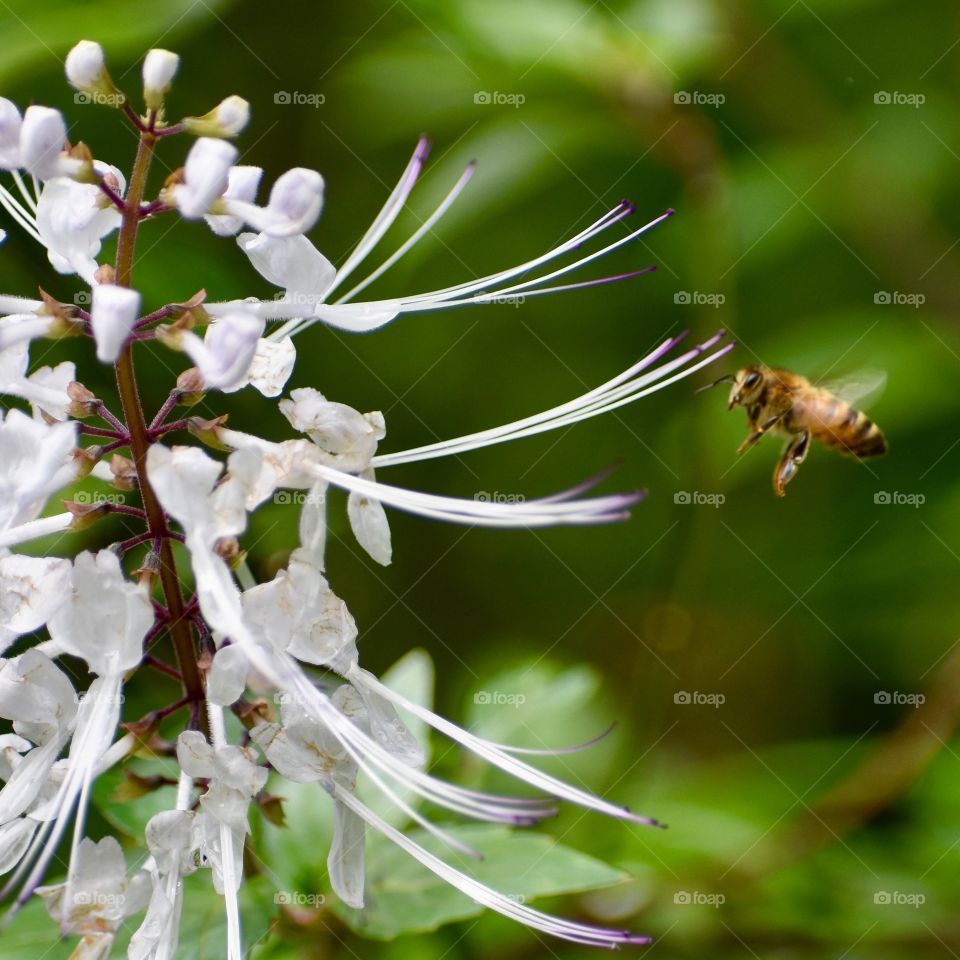 A bee exploring a cat whiskers plant
