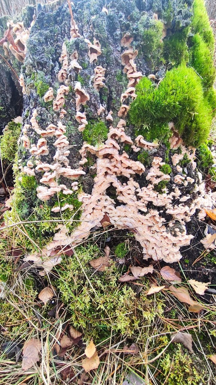 Mushrooms on an old tree