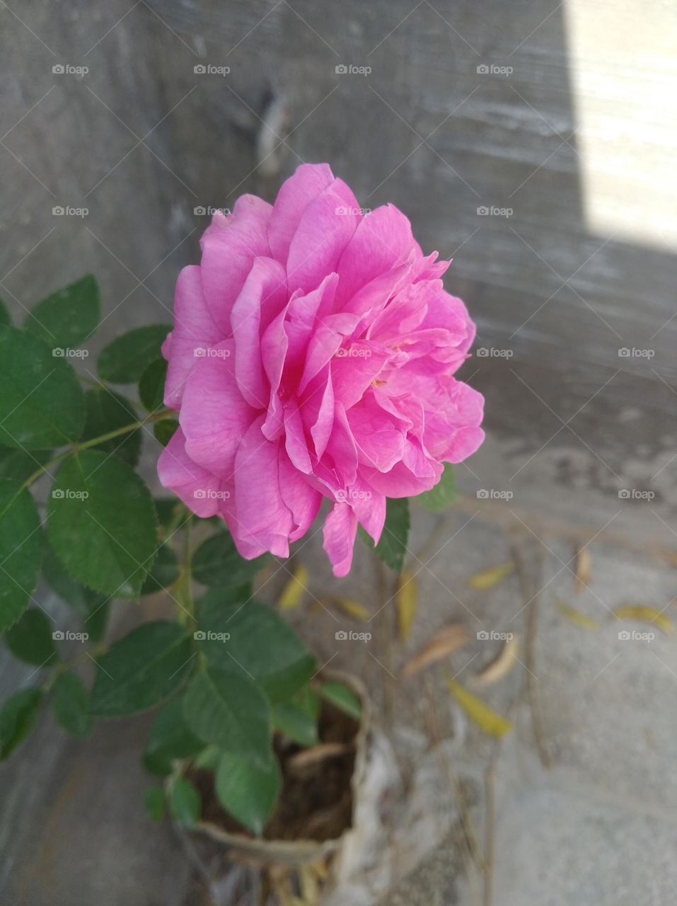 rose flower pink colour looks very beautiful generally found everywhere fresh seasonal