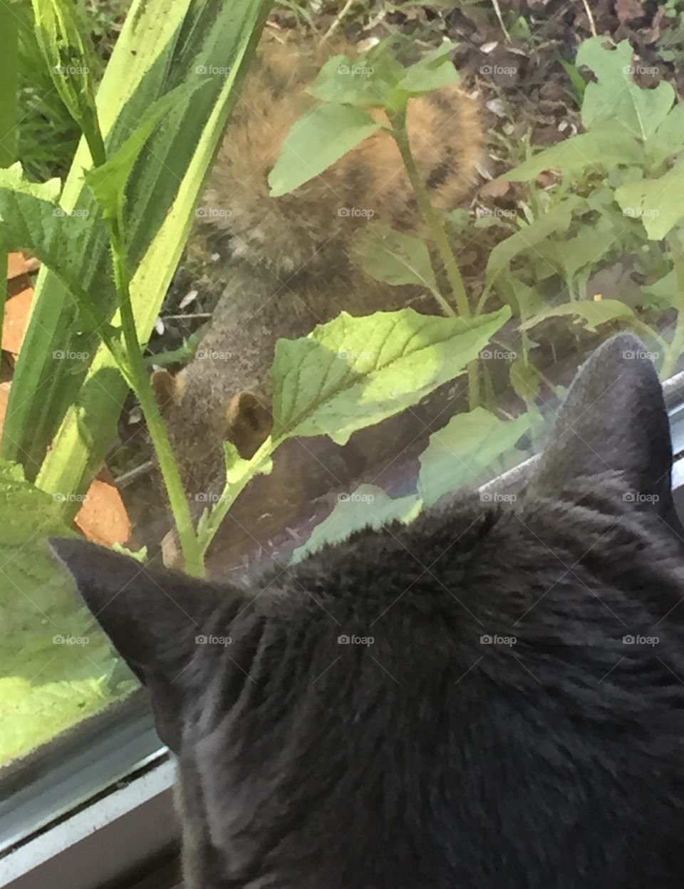 From the view of Gemma the cat at the squirrel feeding. 