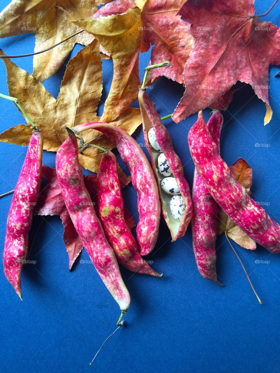 Cranberry beans and autumn leaves