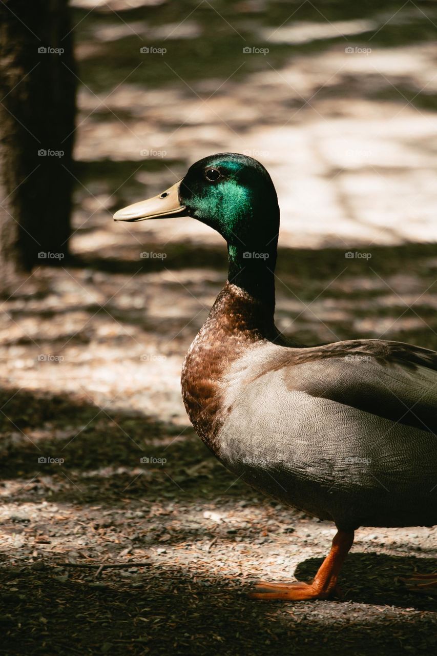 portrait photo of a duck in the park