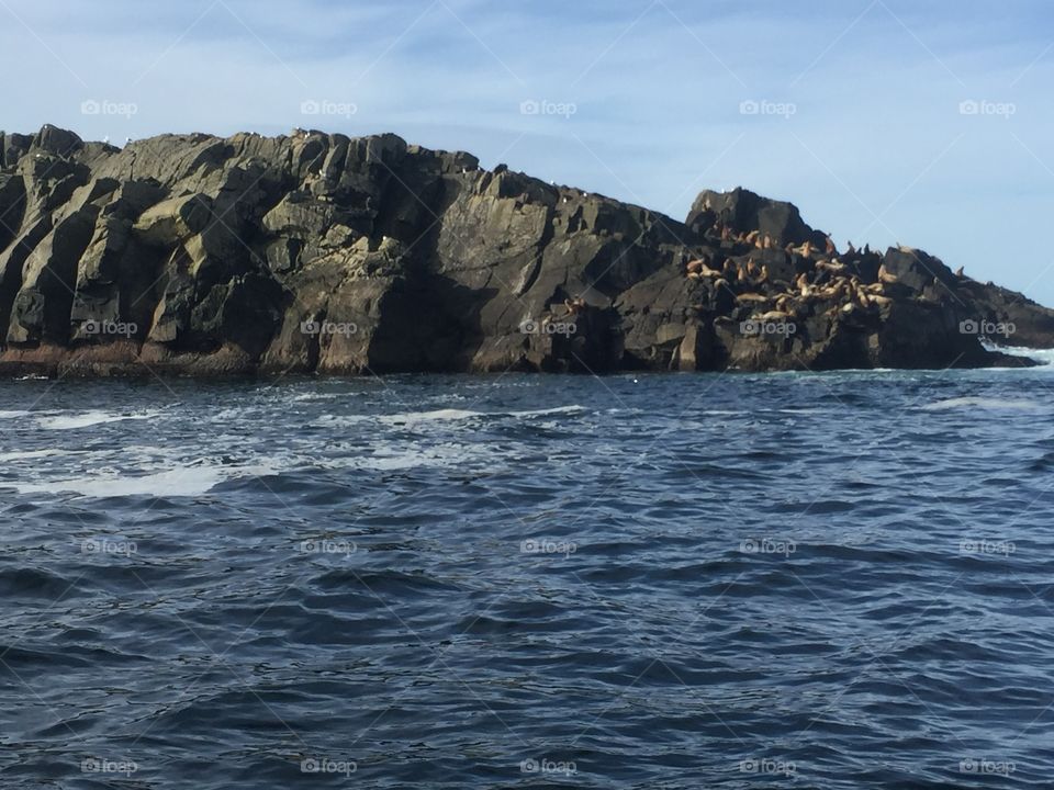 Sea lions at the dive site