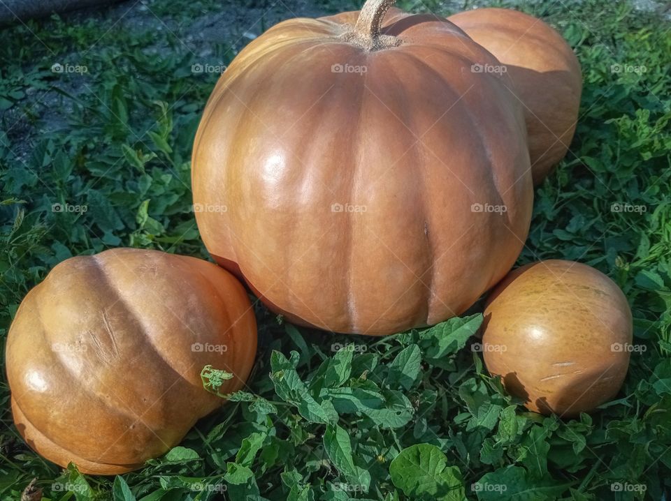 Pumpkins on the green grass.