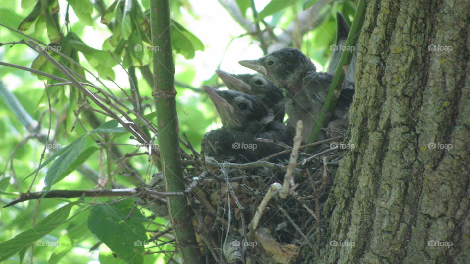 Blue jay nestlings. Baby blue jays