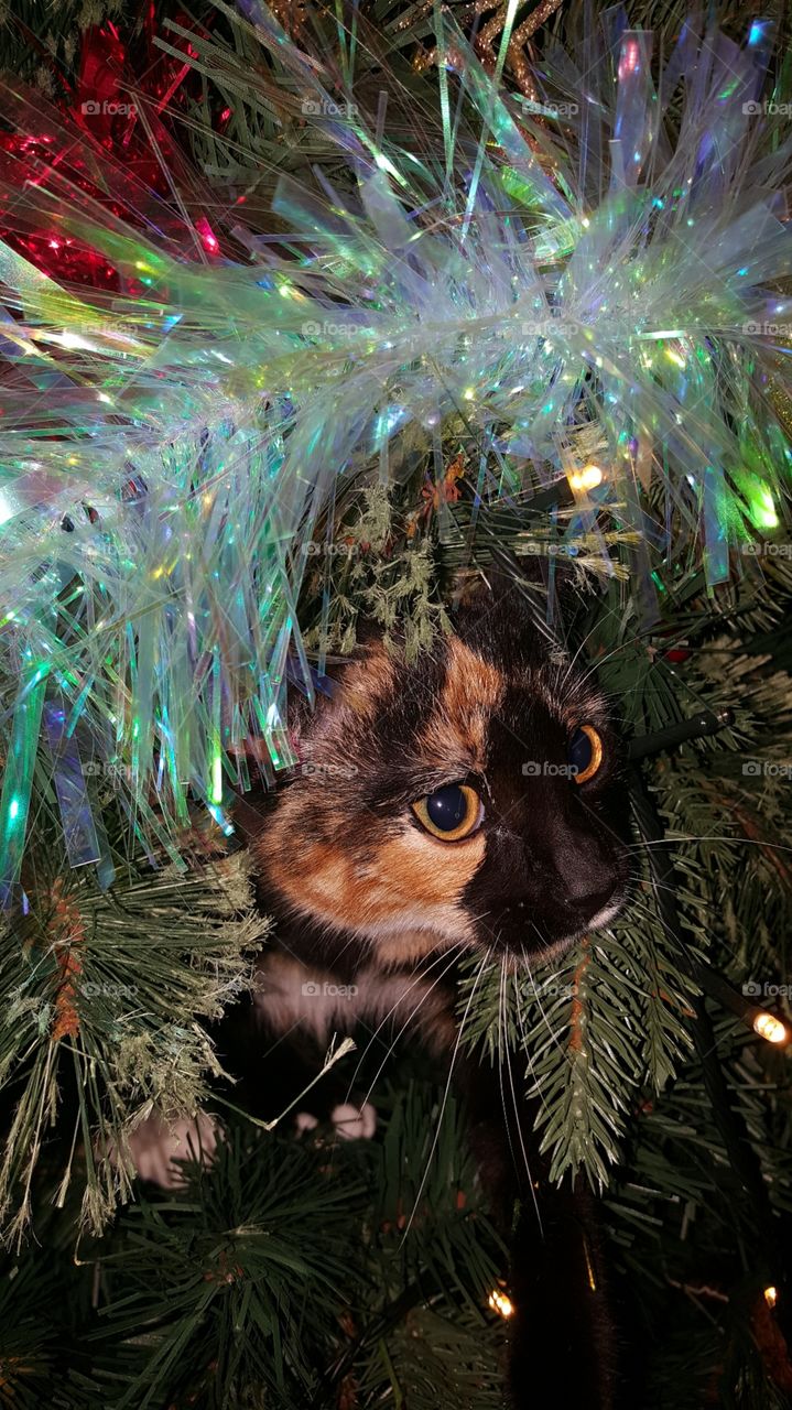 Peek a boo in the Christmas tree