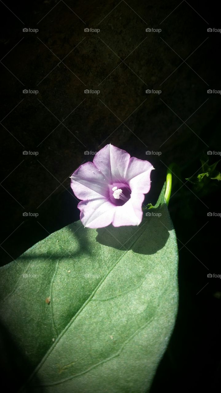 single purple flower