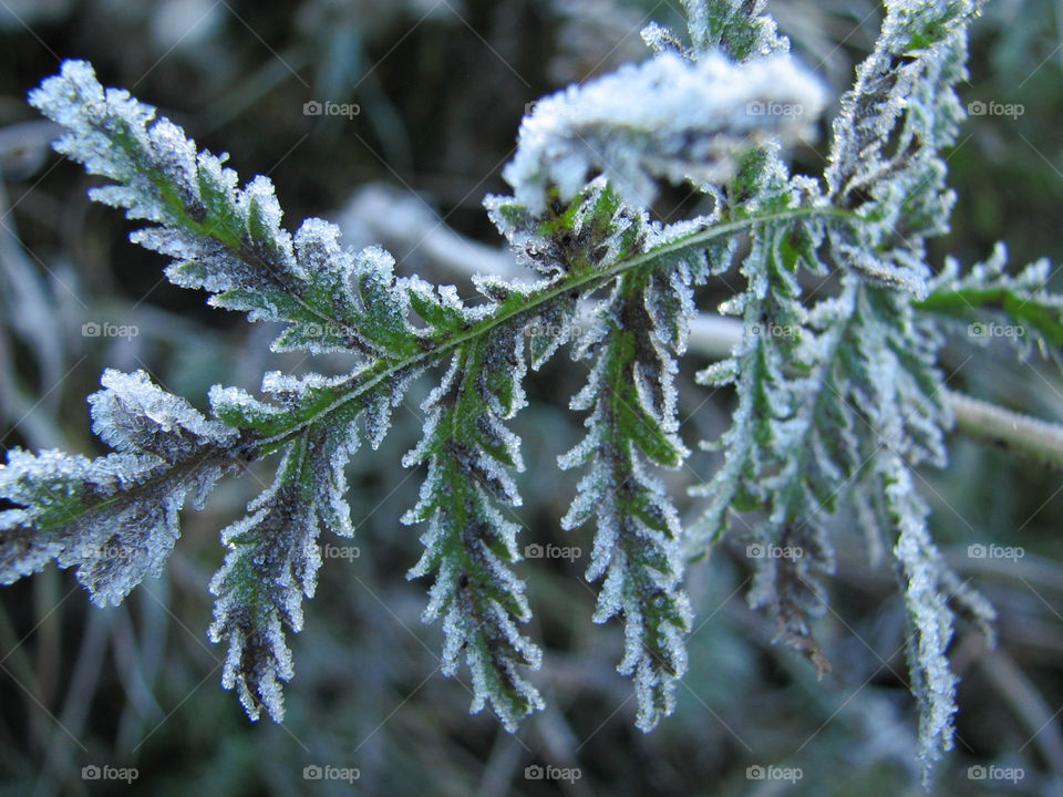 Frosted leaves